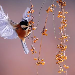 bird, fluttering, berries-1045954.jpg